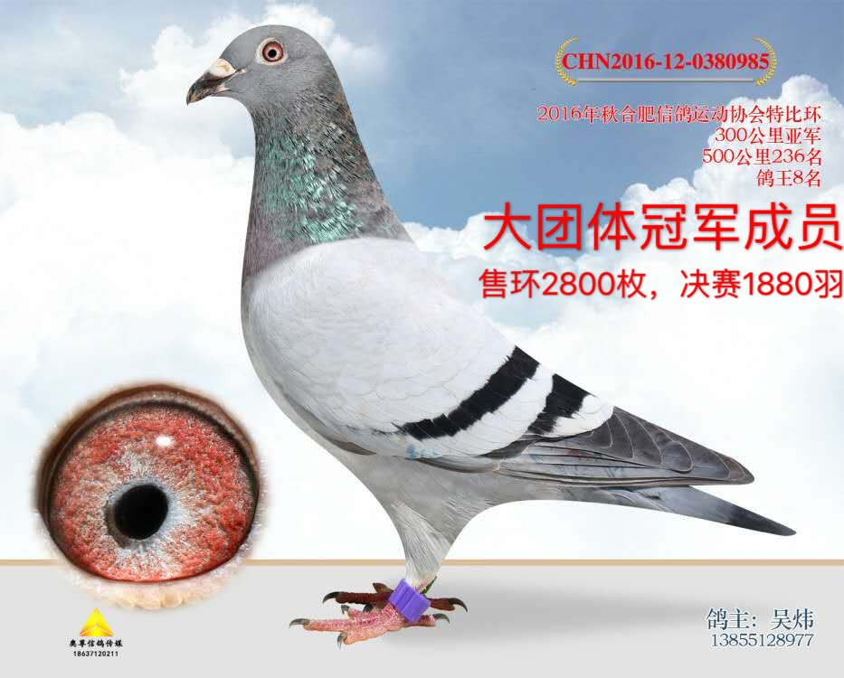 盖比085_安徽吴炜鸽舍_ ag188.com爱鸽商城_中国信鸽信息网