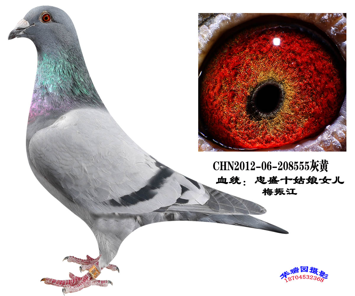 种鸽_金鹏鸽舍孔令凯_ ag188.com爱鸽商城_中国信鸽信息网