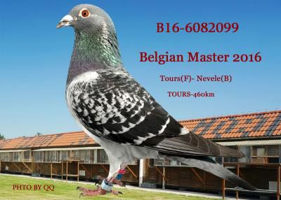 比利时精英公棚鸽王总冠军