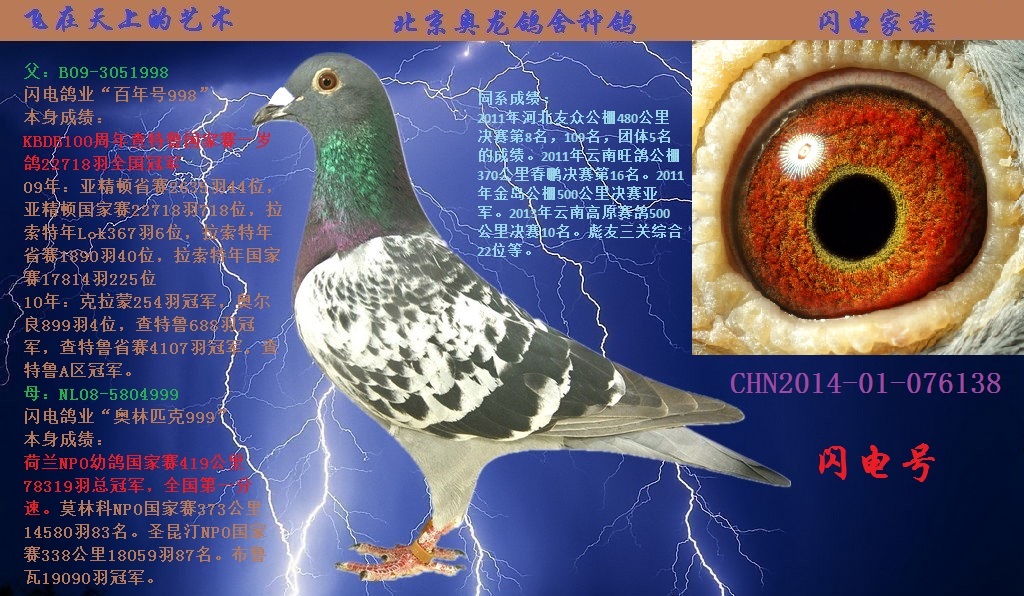 闪电号_北京奥龙鸽舍_ ag188.com爱鸽商城_中国信鸽信息网