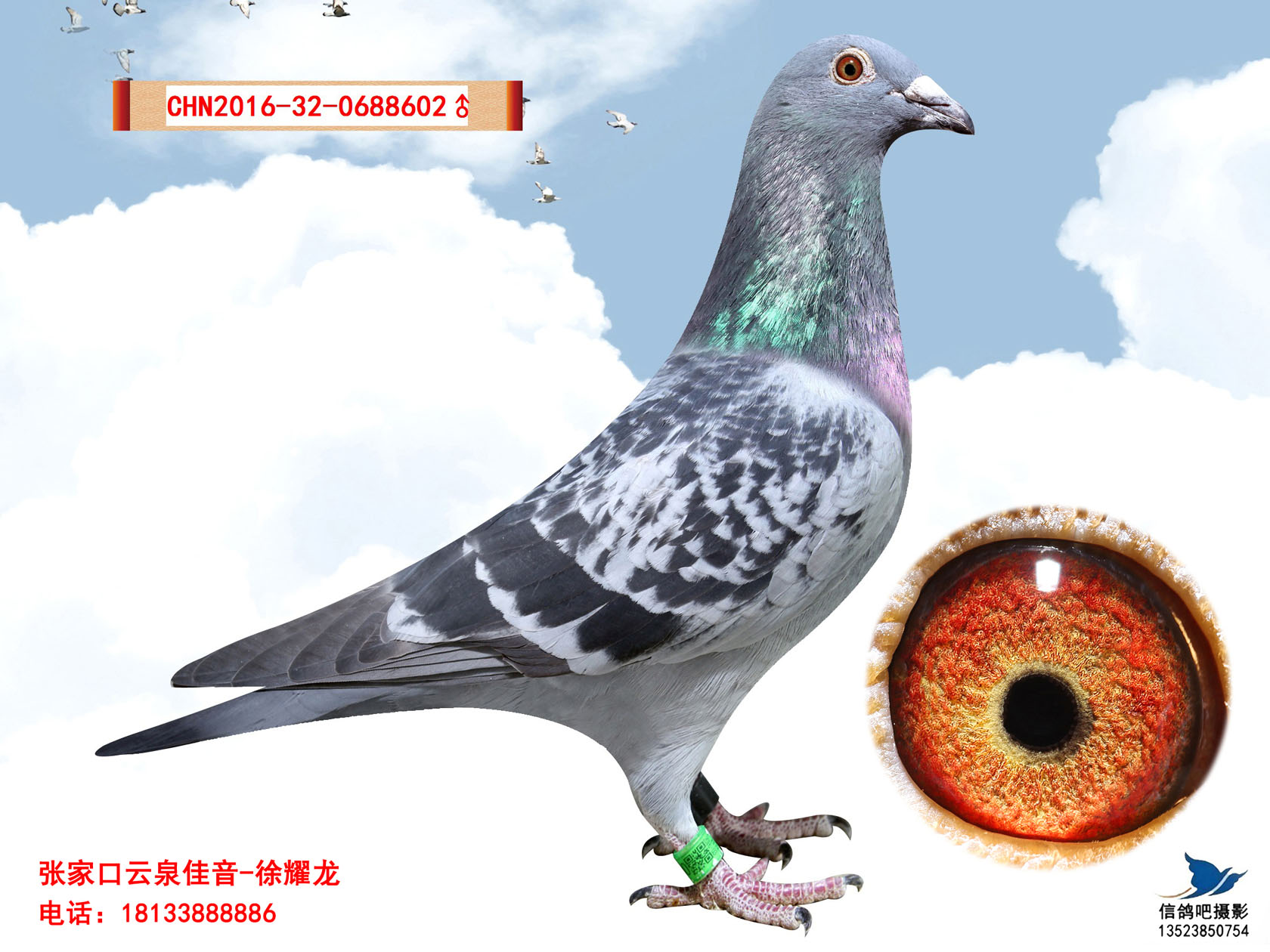 台湾鑫业鸽舍名鸽图片图片