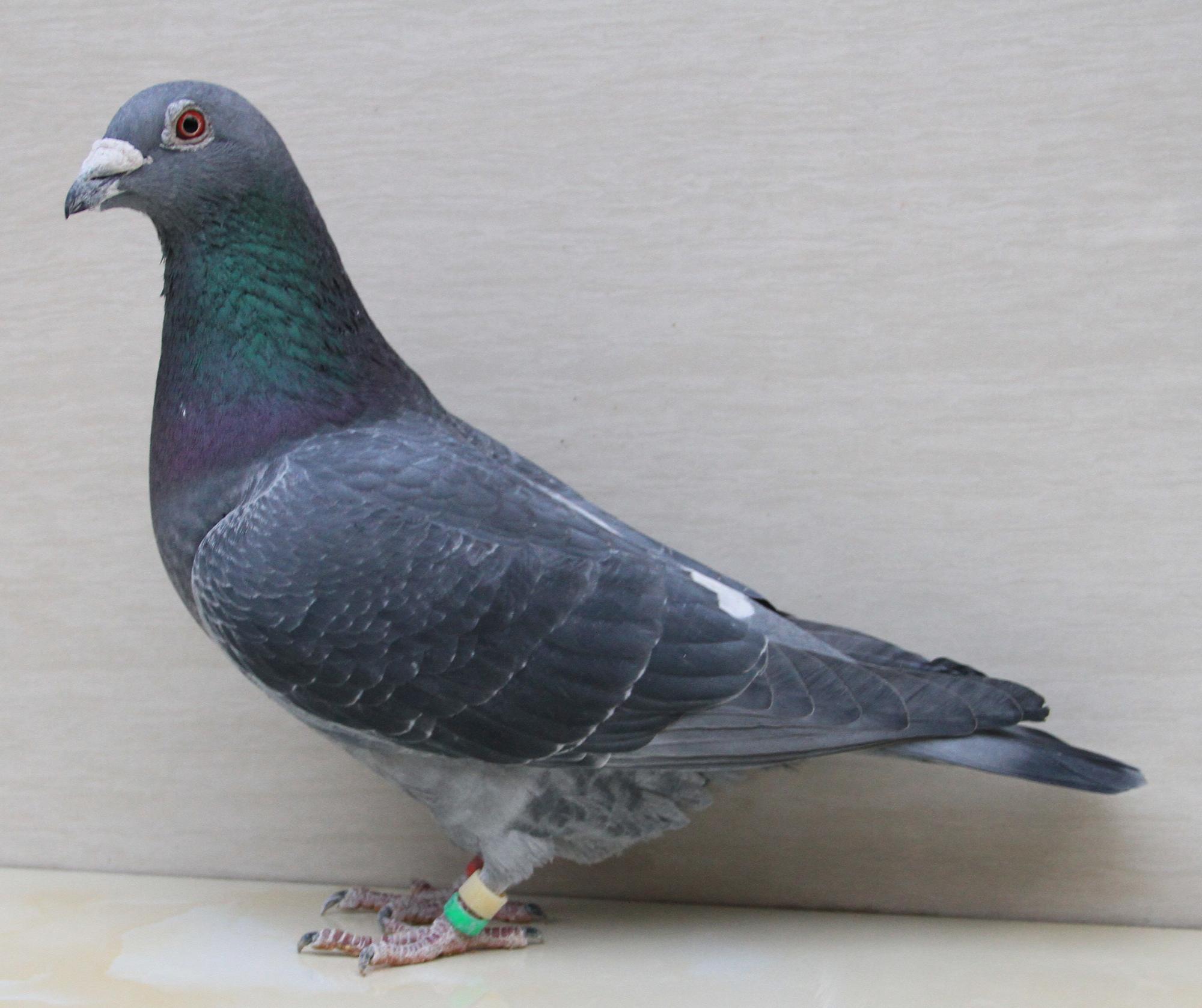 【年轻欧洲皇冠】_北京紫光阁_ag188.com爱鸽商城_中国信鸽信息网