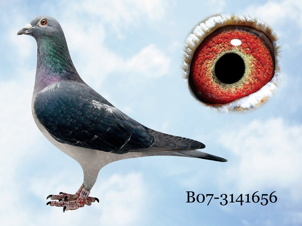 飞戈_宁夏宝通鸽业-中信网爱鸽商城