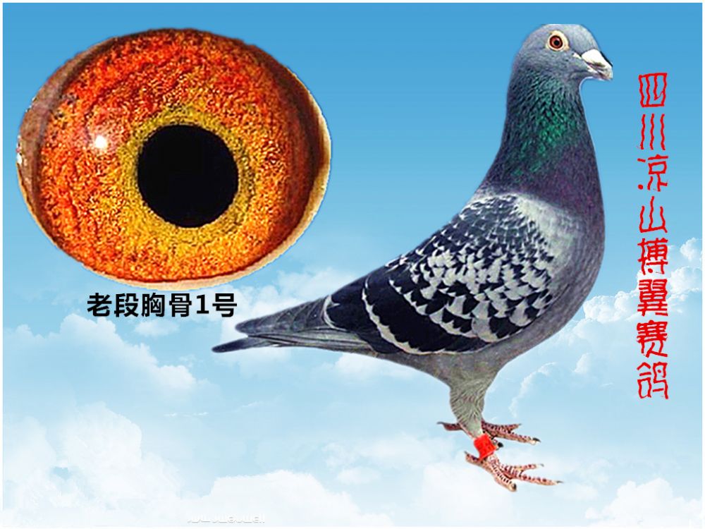 四川凉山搏翼赛鸽