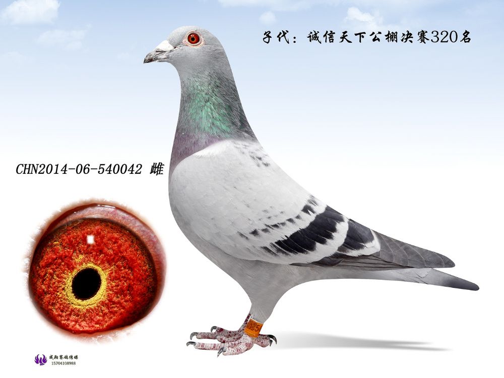 金母_成翔影视传媒_ ag188.com爱鸽商城_中国信鸽信息网