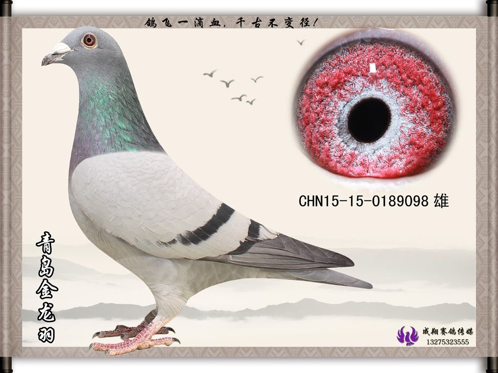 桑杰士9098_青岛金龙羽-中信网爱鸽商城