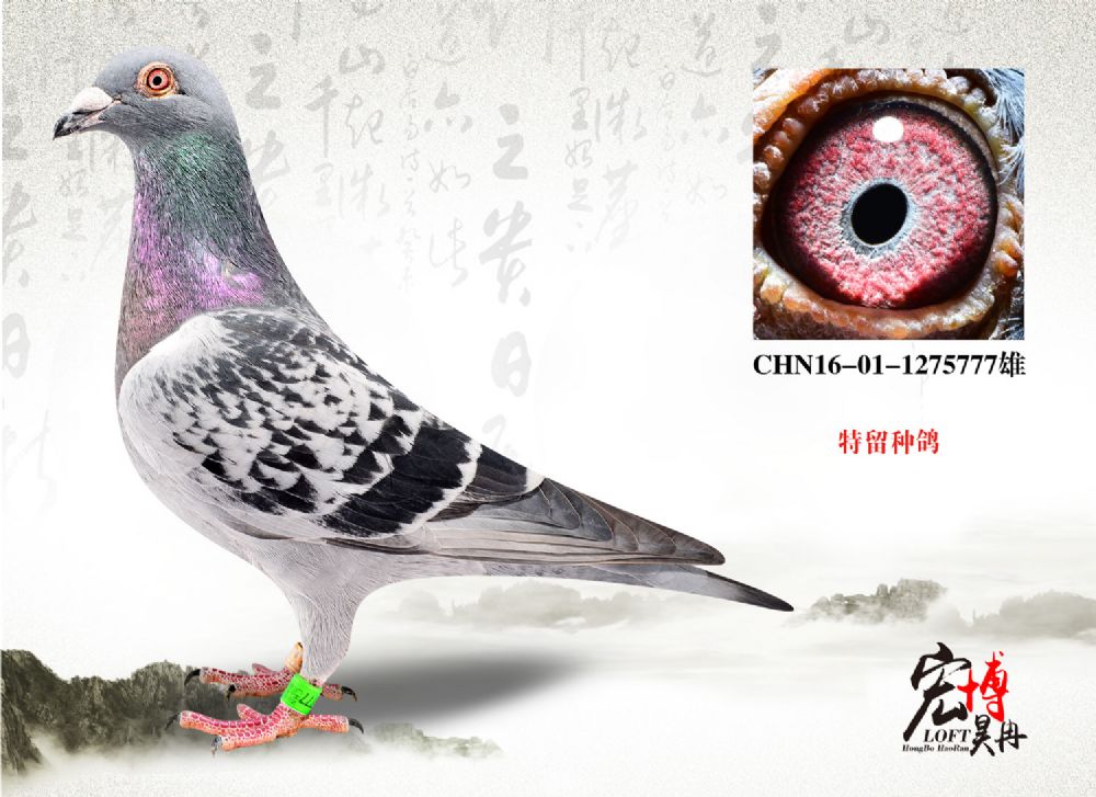 16-01-1275777雄_北京宏博鸽业-李猛_ag188.com爱鸽商城_中信网
