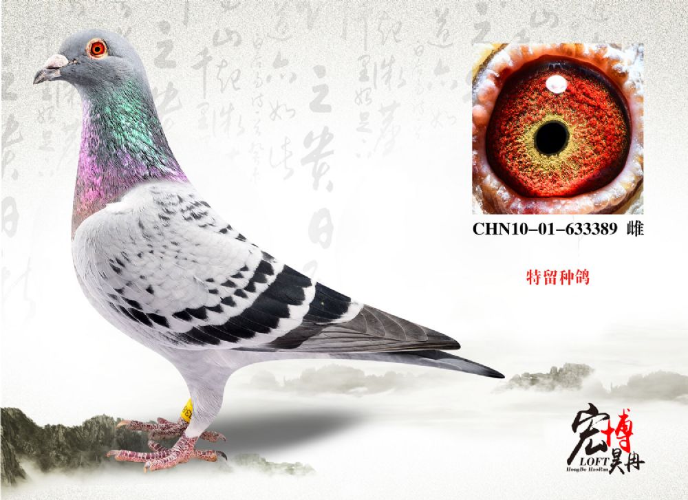 北京宏博鸽业-李猛