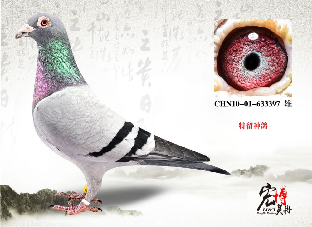 北京宏博鸽业-李猛