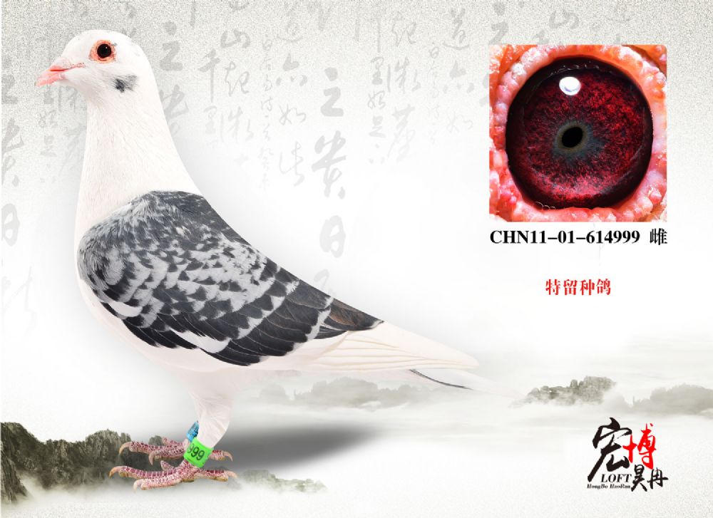 11-01-614999雌_北京宏博鸽业-李猛_ ag188.