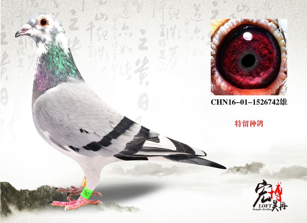 16-01-1526742雄_北京宏博鸽业-李猛_ ag188.