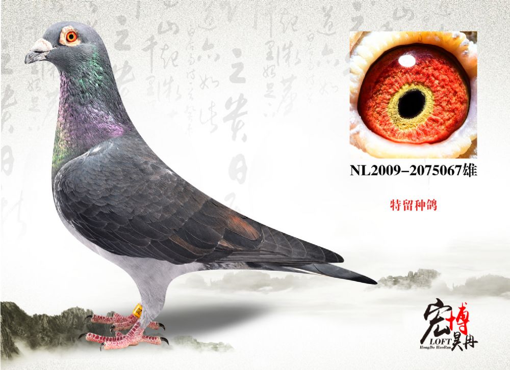 nl09-2075067雄_北京宏博鸽业-李猛_ ag188.