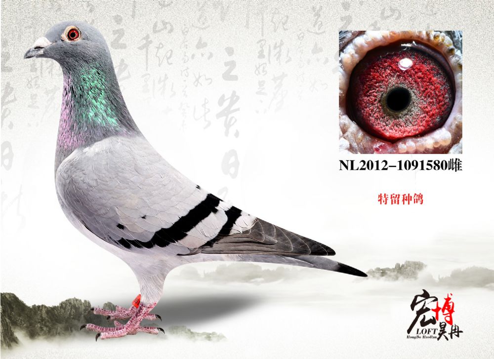 北京宏博鸽业-李猛