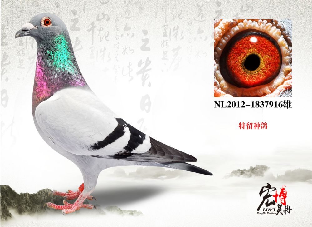 nl12-1837916雄_北京宏博鸽业-李猛_ ag188.