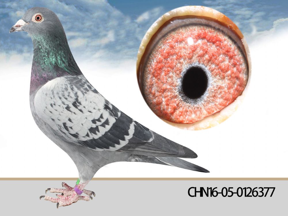 胡本377_峰莉翔速_ag188.com爱鸽商城_中国信鸽信息网