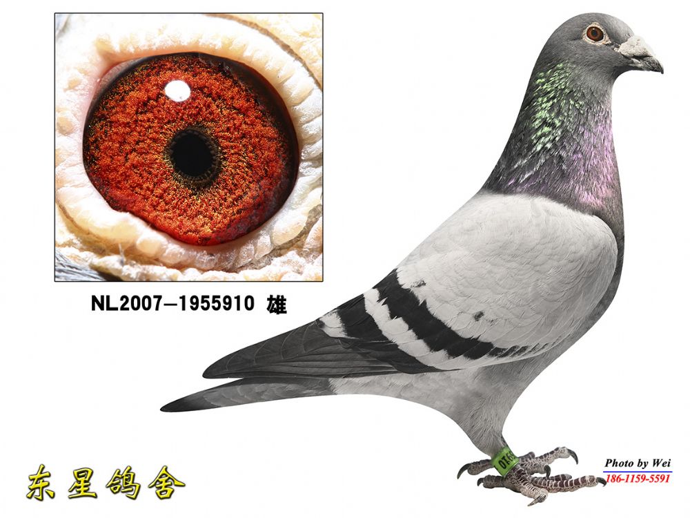 东星910金马顿斯直孙已售