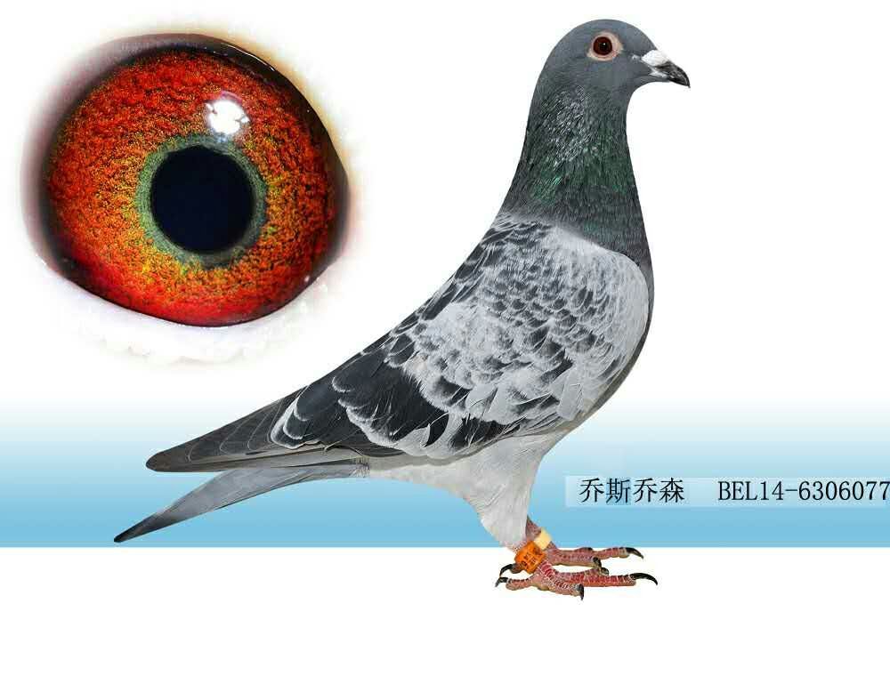 乔斯077_白云王继堂联合鸽舍_ ag188.com爱鸽商城_中国信鸽信息网