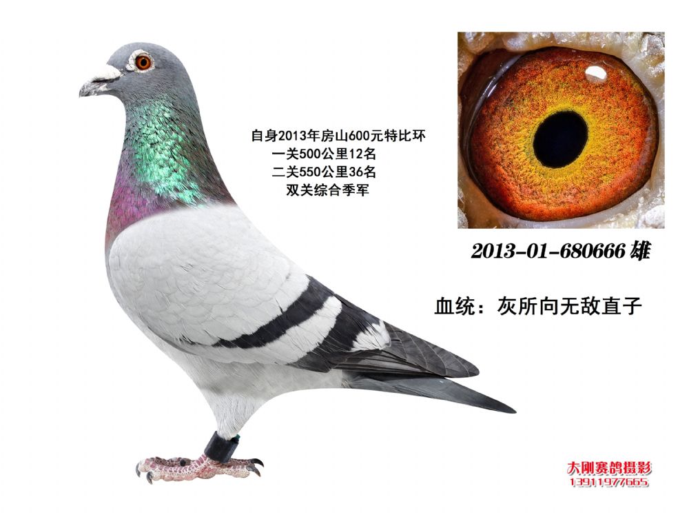 13特比环综合季军_北京圣辉鸽舍-中信网爱鸽商城