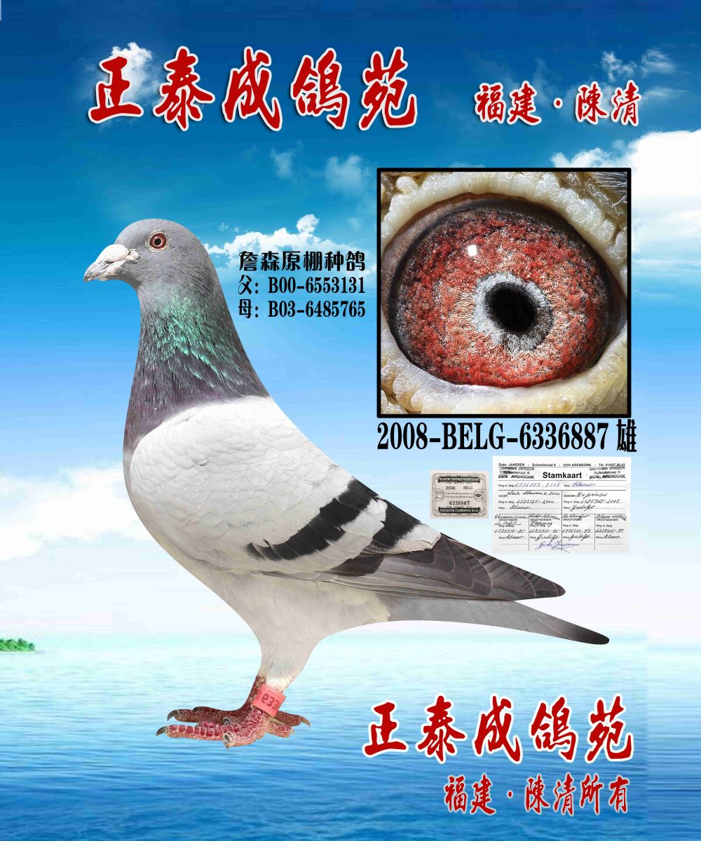 belg2008-6336887500kb