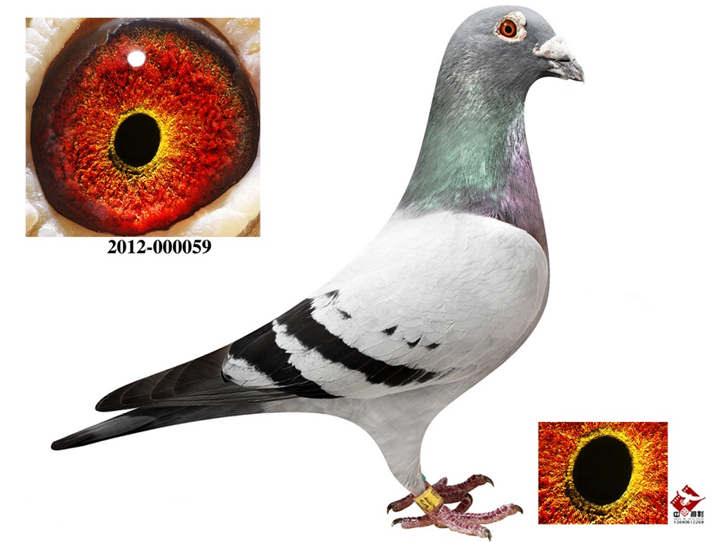 东方不败直孙_黑龙江天宇鸽业_ag188.com爱鸽商城_中国信鸽信息网