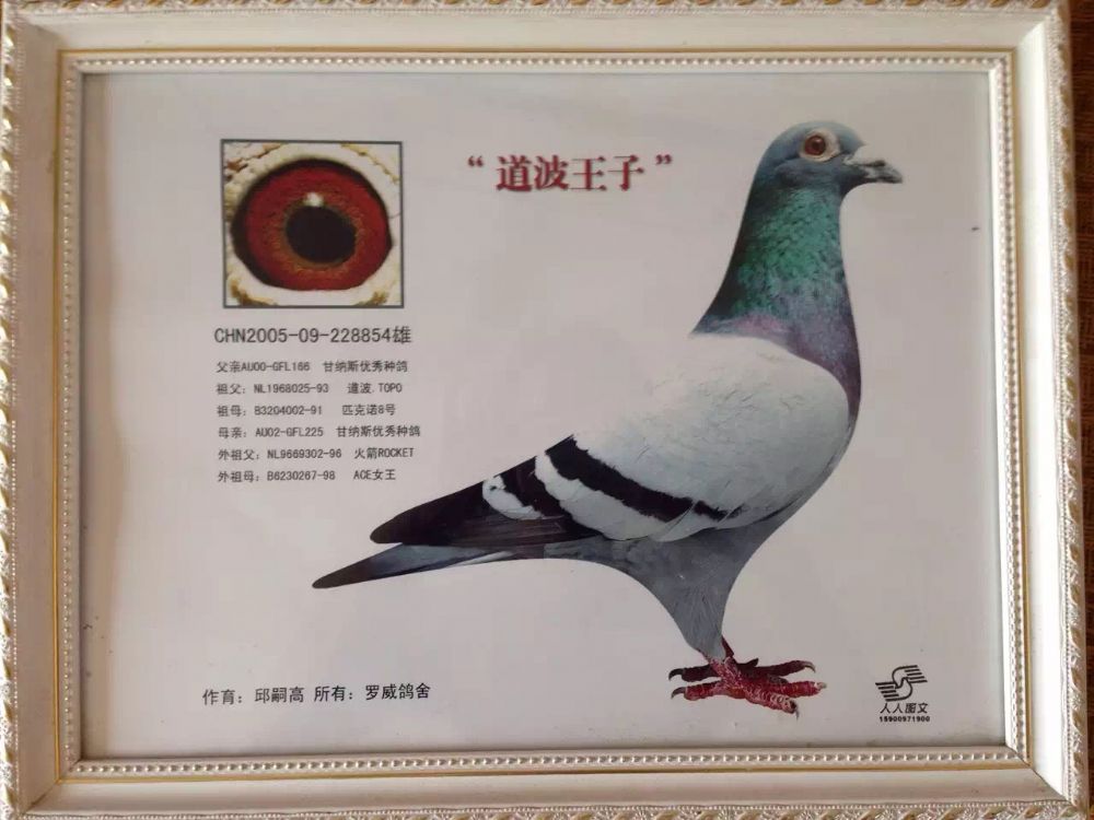 新大陆联合鸽舍