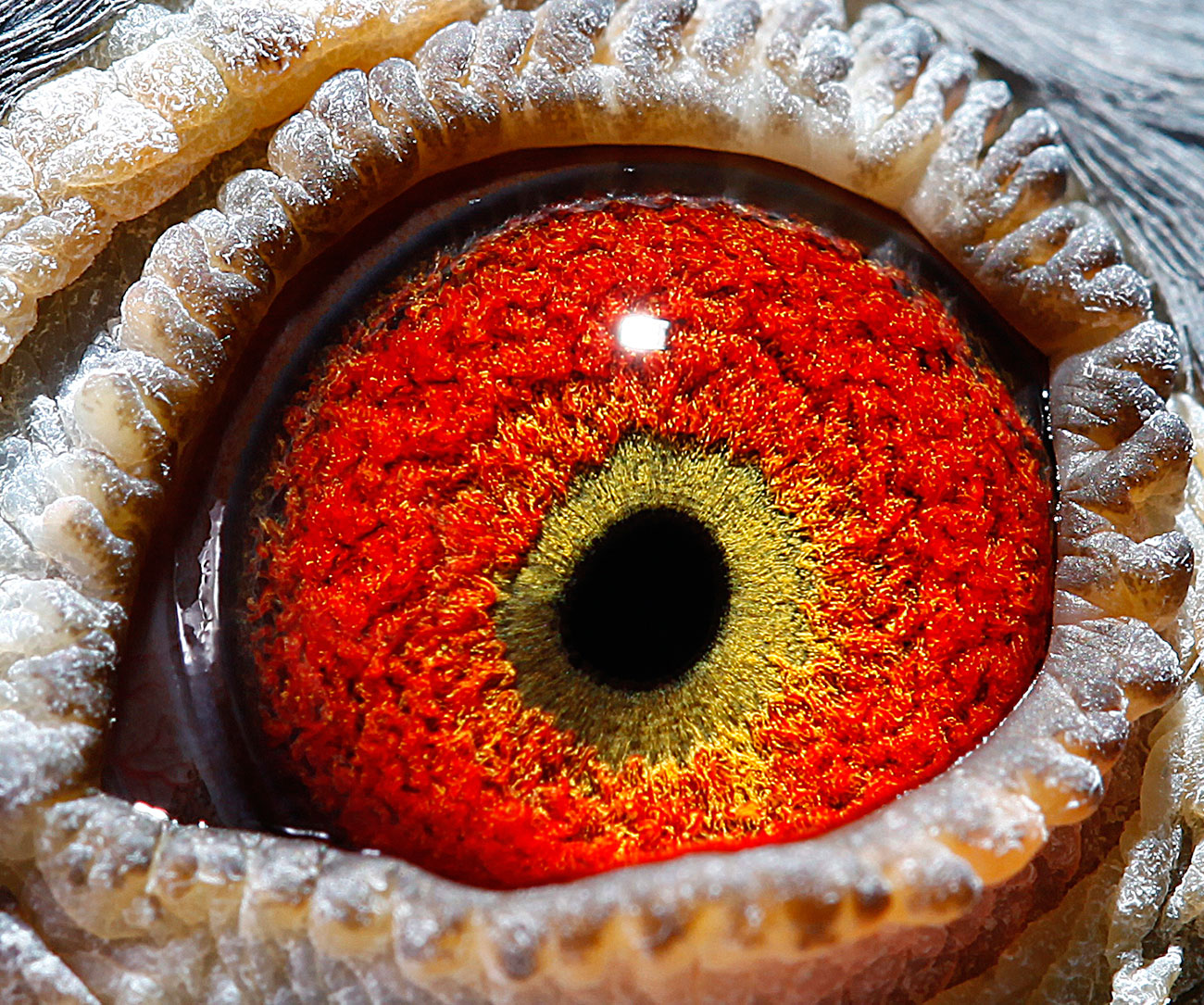 "灰白羽斯通"外孙