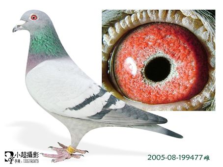 宙斯冠军雌_大庆立军鸽舍-中信网爱鸽商城