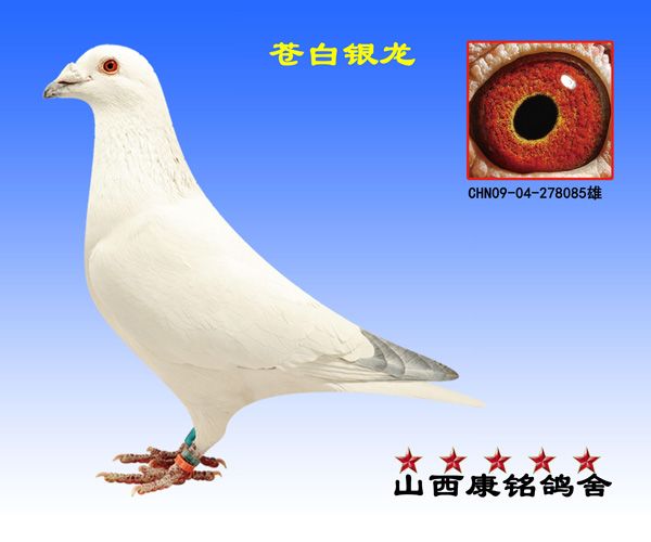 市四区两县联翔500公里12名苍白银龙