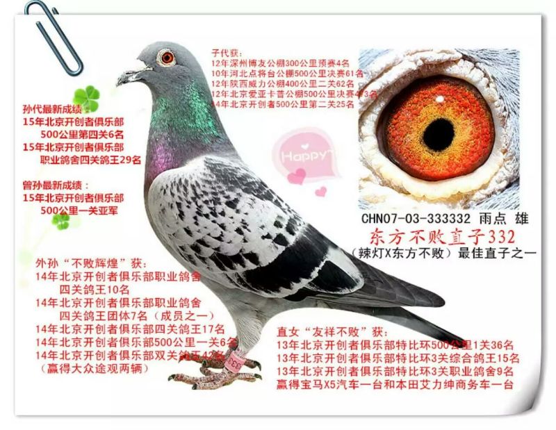 东方不败孙女_金翼家园石家庄分舍_ag188.com爱鸽商城_中国信鸽信息网