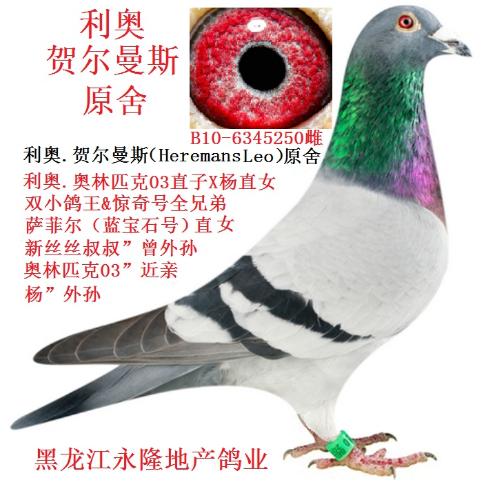 利奥.贺尔曼斯.原舍_黑龙江永隆地产鸽业-中信网爱鸽商城