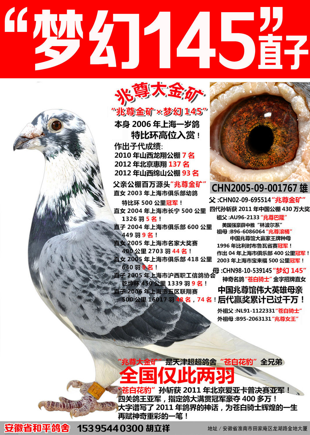 苍白骑士王牌梦幻145直子【兆尊大金矿】_安徽和平鸽舍-中信网爱鸽