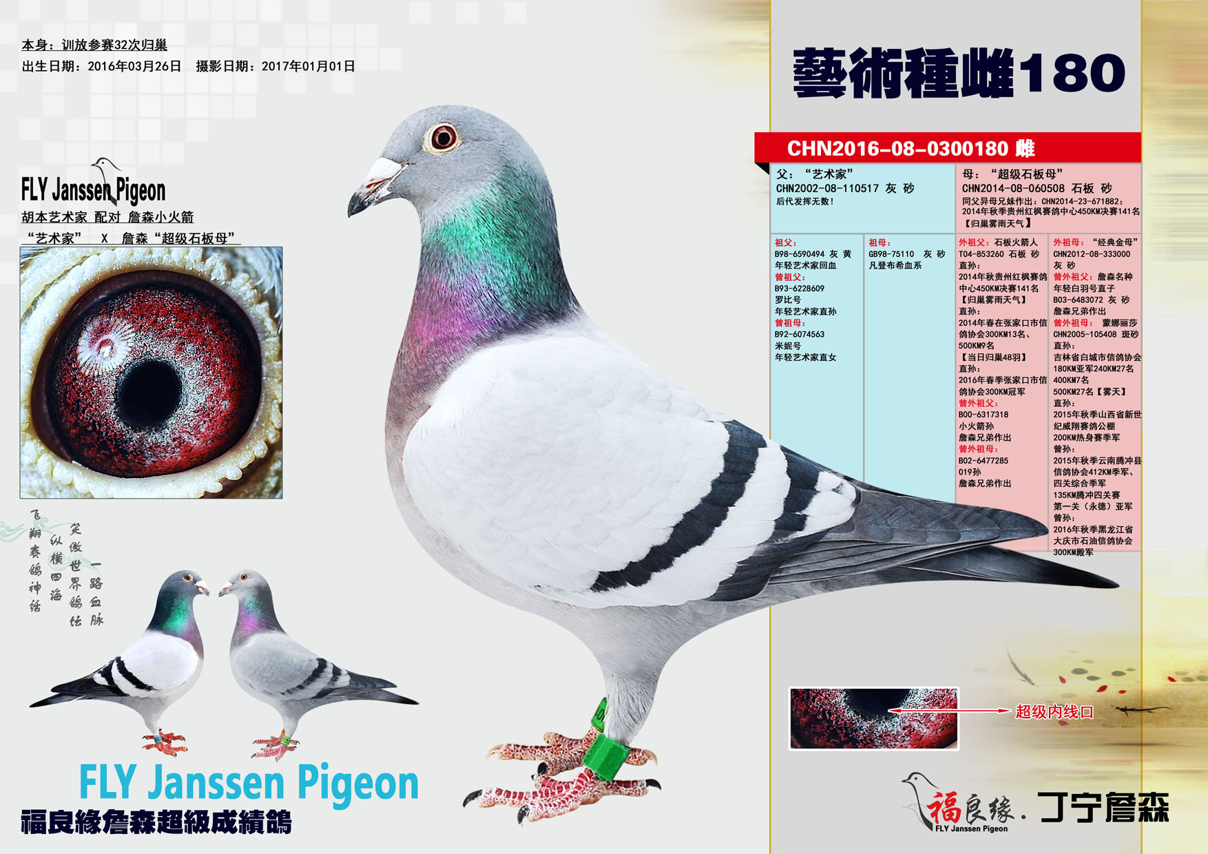 詹森艺术种雌180