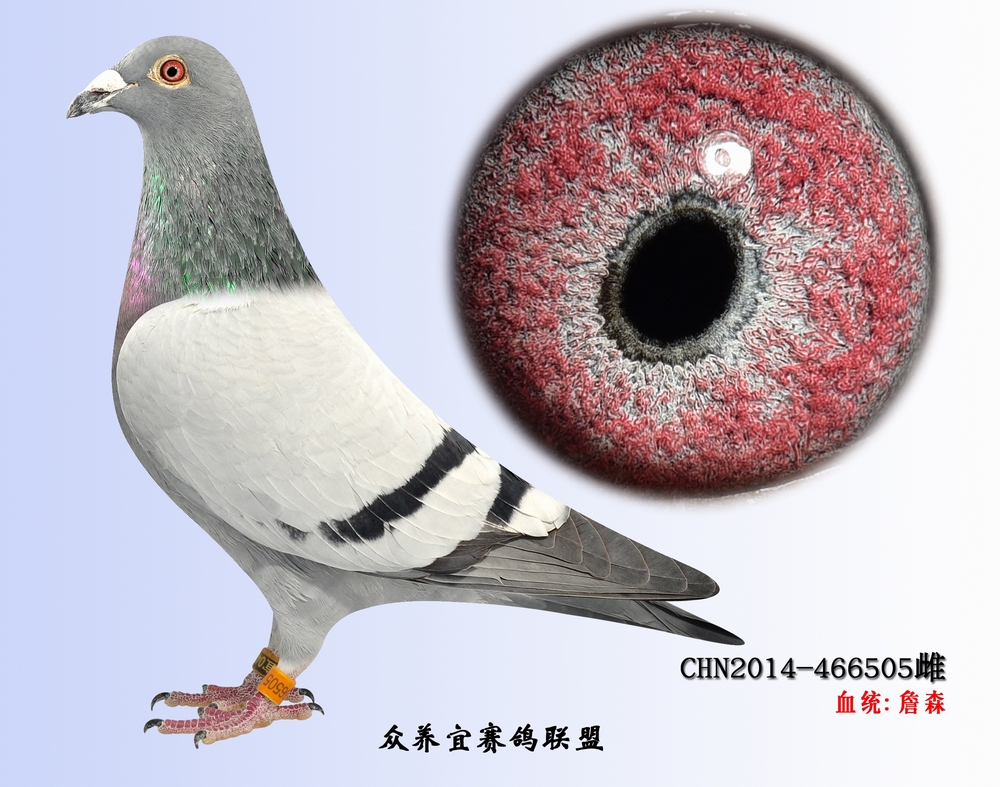 白眼1号雌{詹森019老白眼}