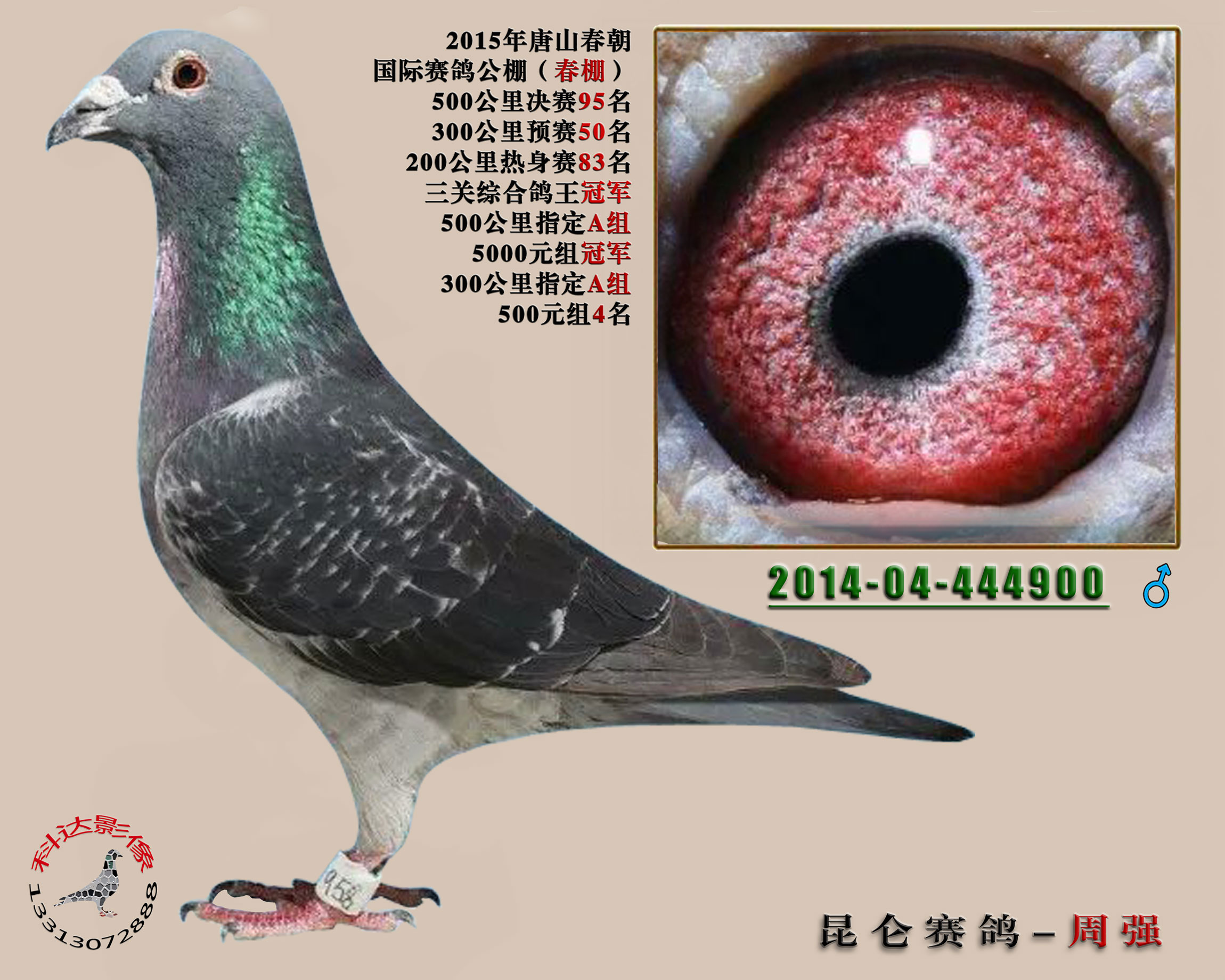 春潮公棚三关鸽王总冠军