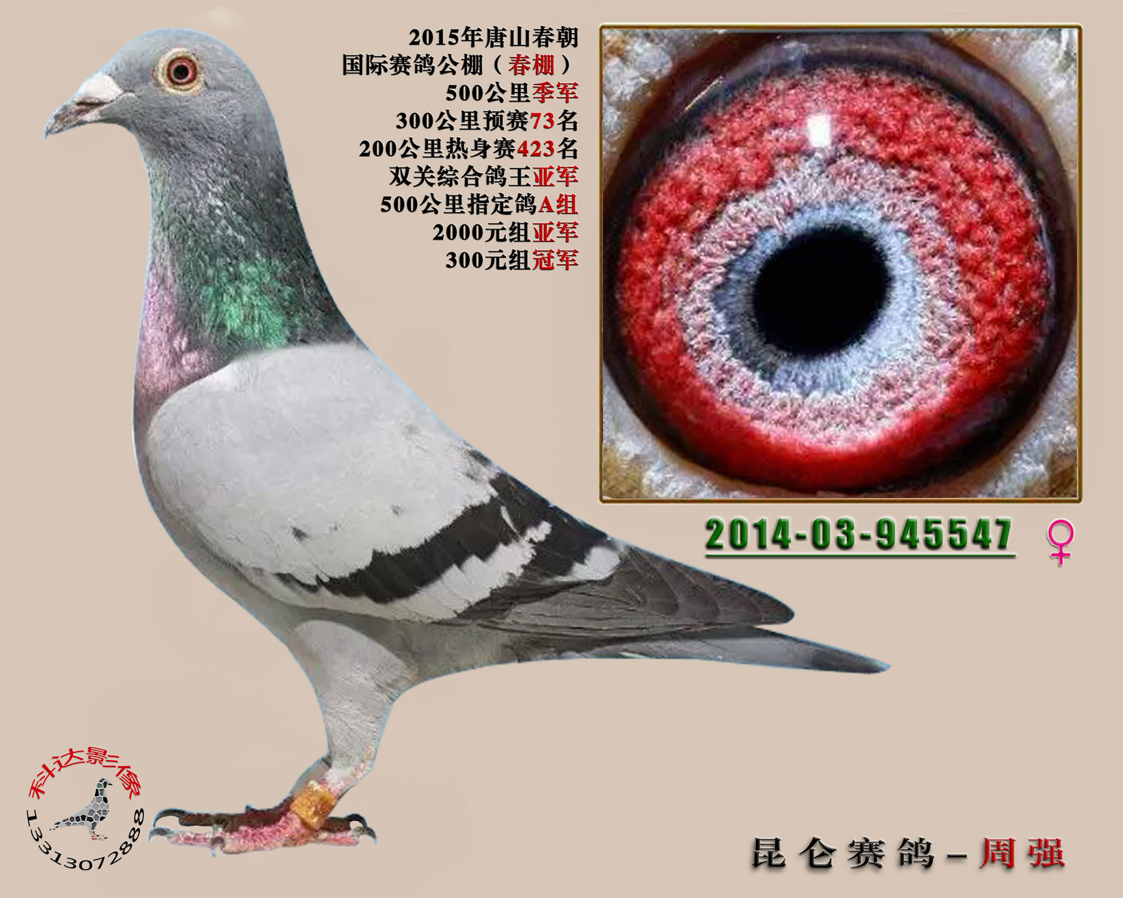 春潮公棚决赛季军双关鸽王亚军