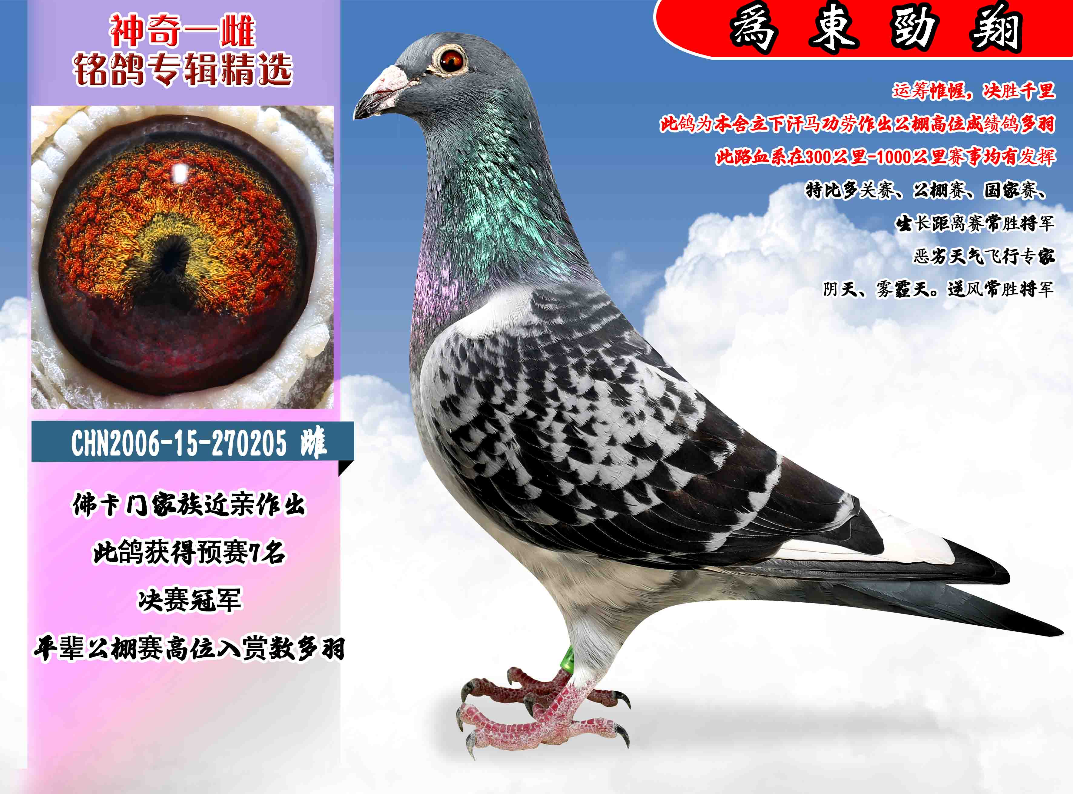 信鸽特征