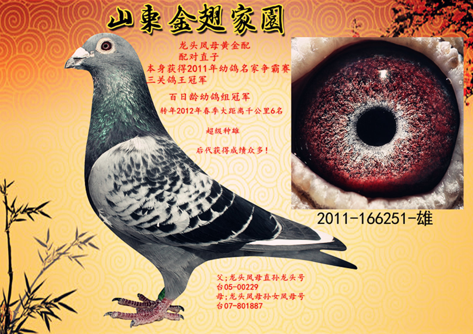 金翅05传奇子女群_山东金翅家园_ag188.com爱鸽商城_中国信鸽信息网