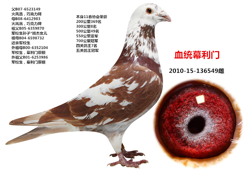 鸽 名: 幕利门火凤凰                羽 色: 红花