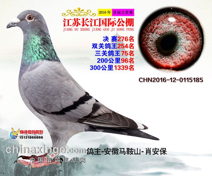 江苏长江国际公棚决赛276名_肖安保鸽舍_ ag188.