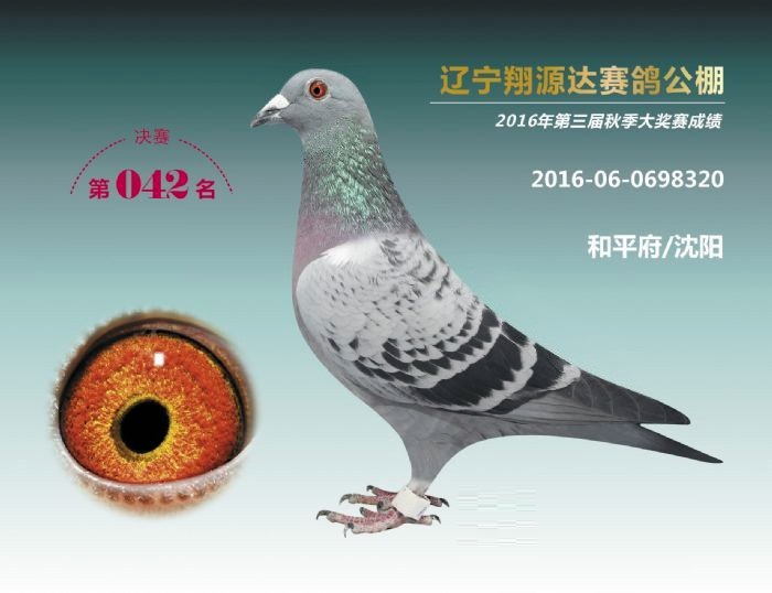 编 号: 503001                鸽 名: 2016年辽宁翔源达公棚