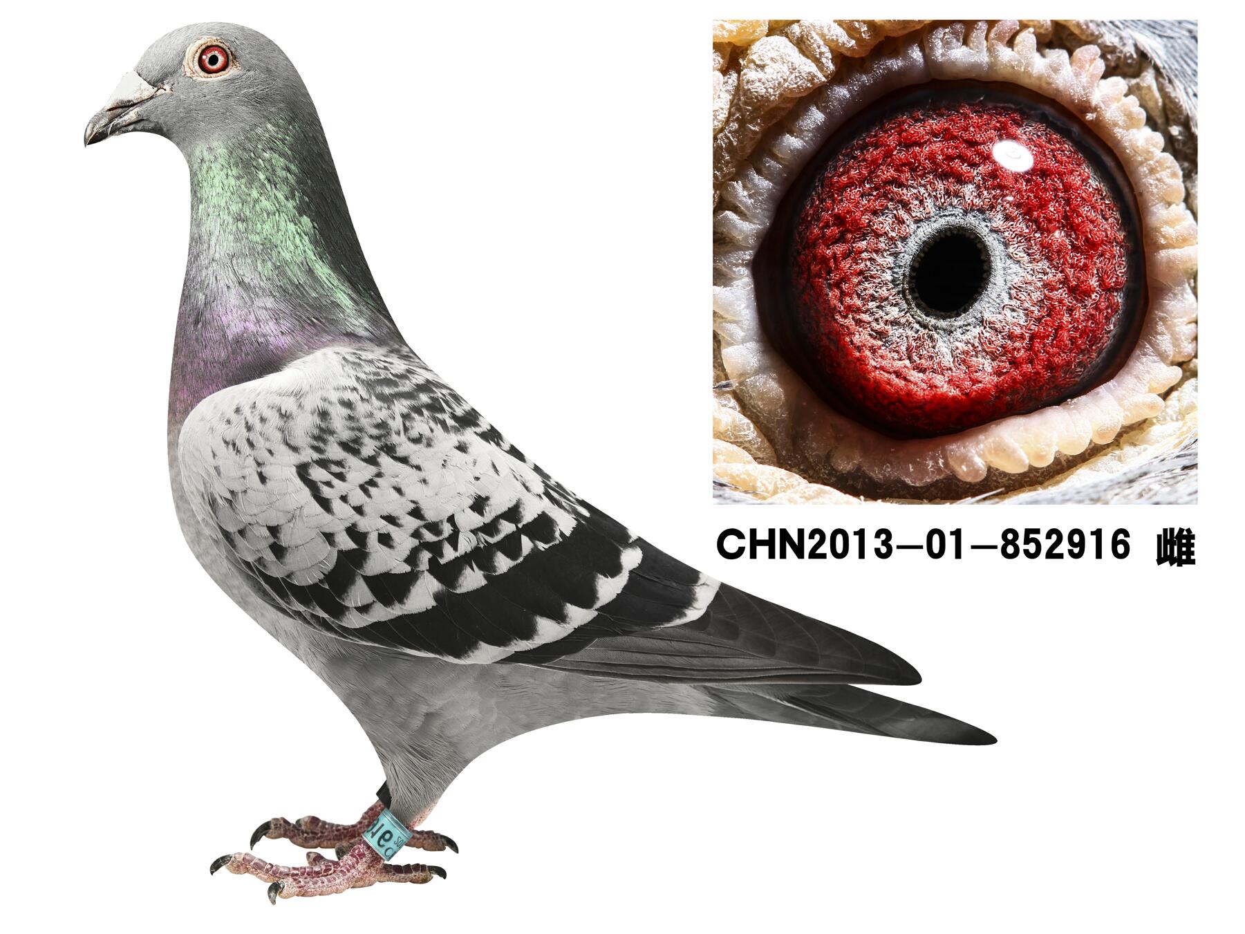 com爱鸽商城_中国信鸽信息网