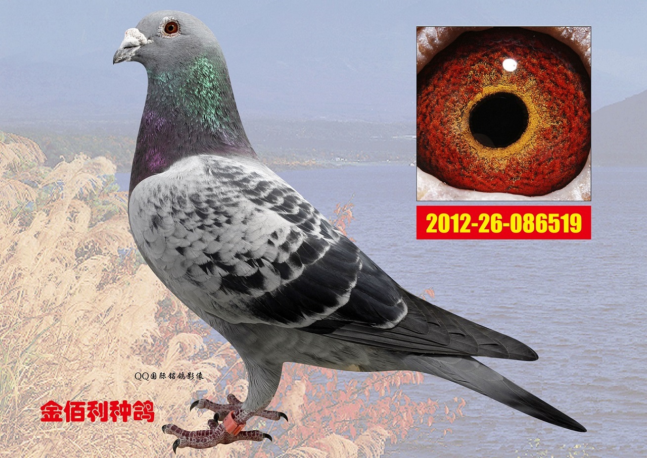 胡本"380"现存唯一最年轻直孙