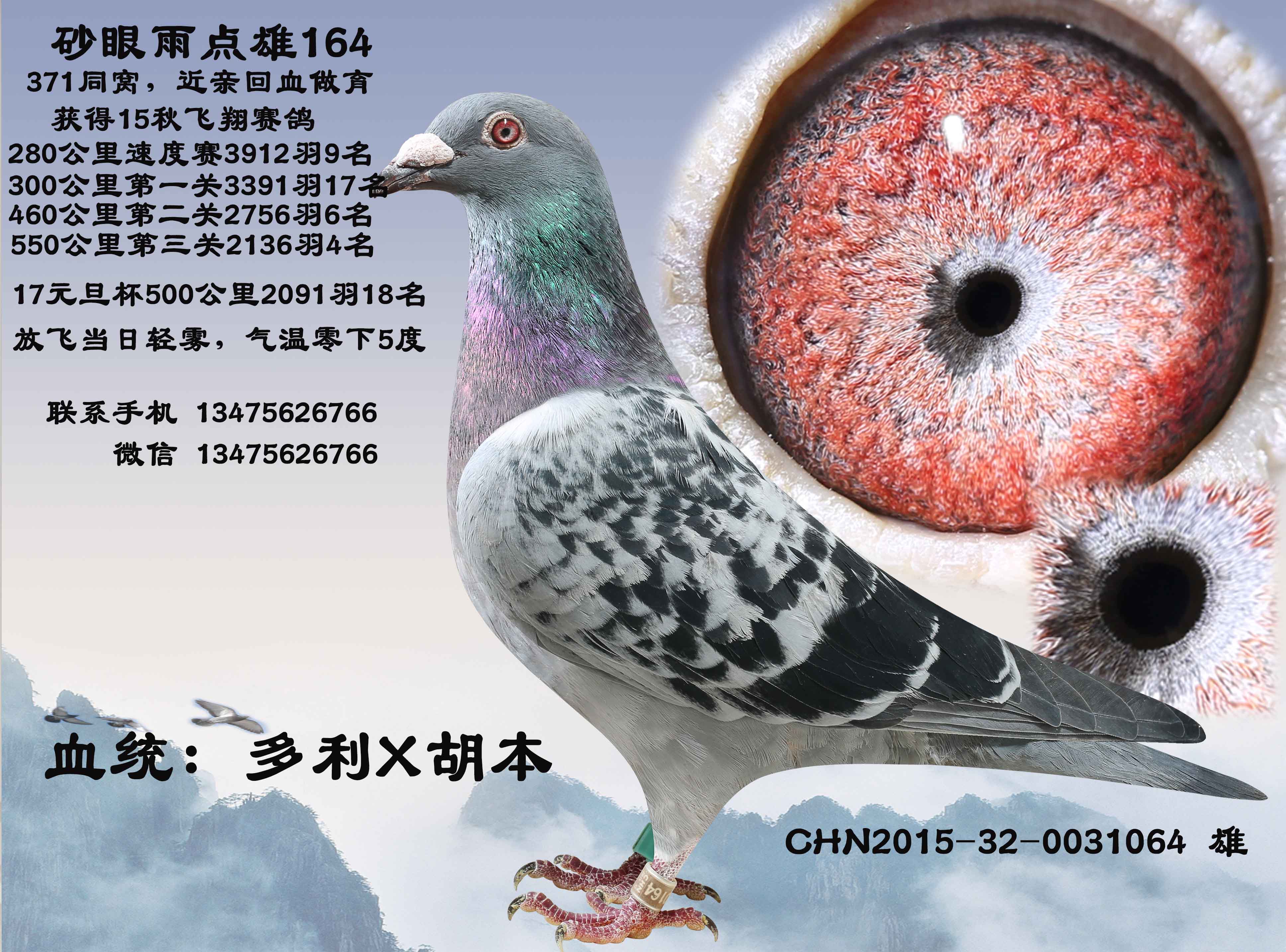 雨点雄_心之羽鸽苑_ ag188.com爱鸽商城_中国信鸽信息网