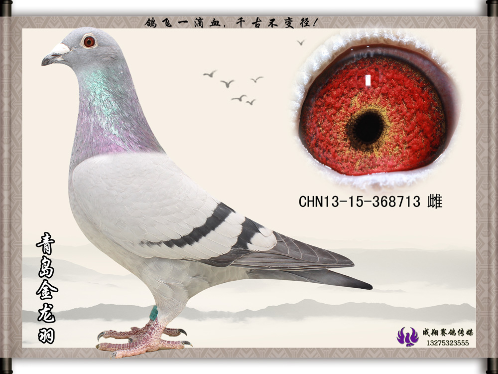 雌5_青岛金龙羽-中信网爱鸽商城