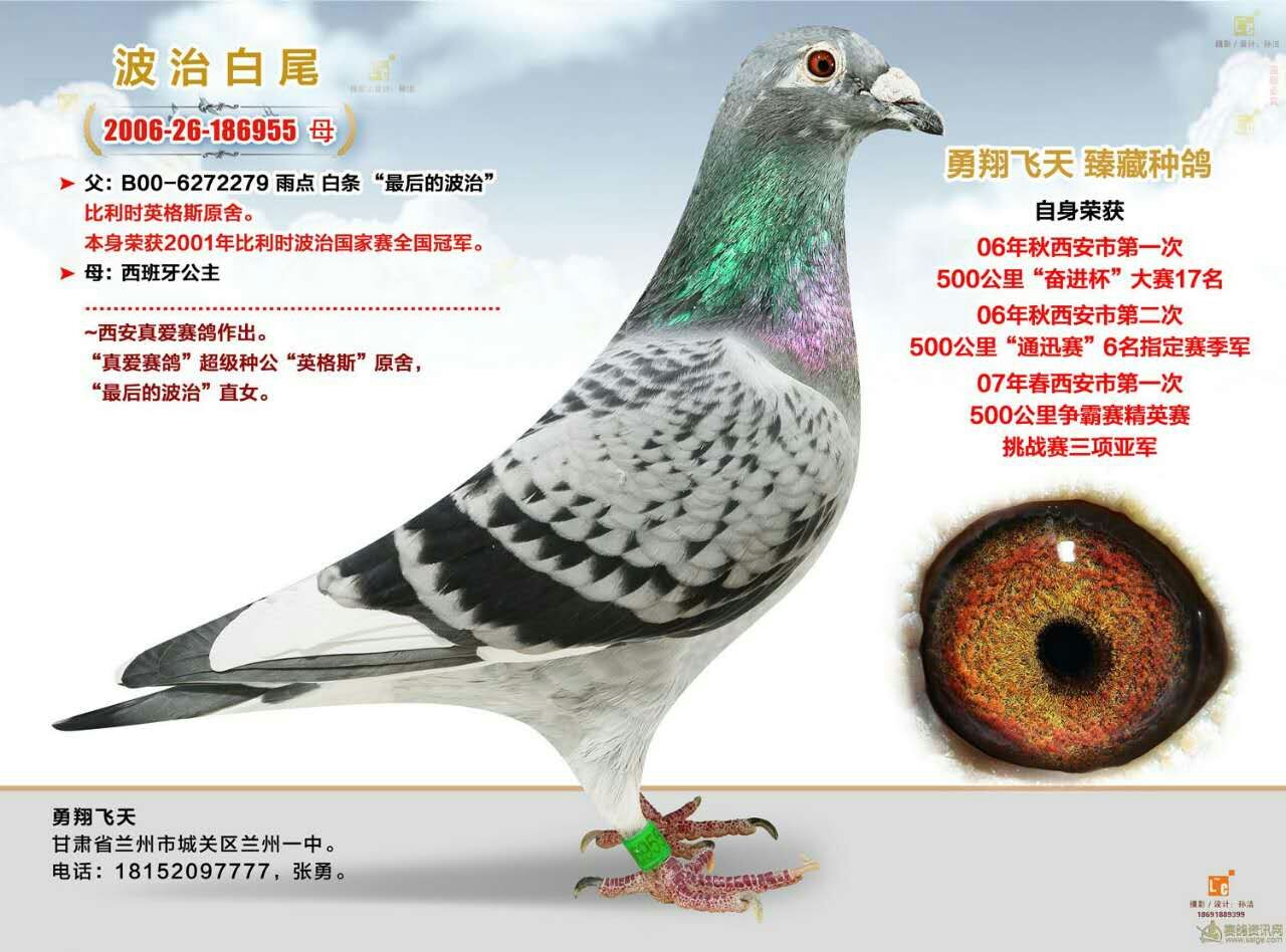 波治白尾_甘肃勇翔飞天_ag188.com爱鸽商城_中国信鸽信息网