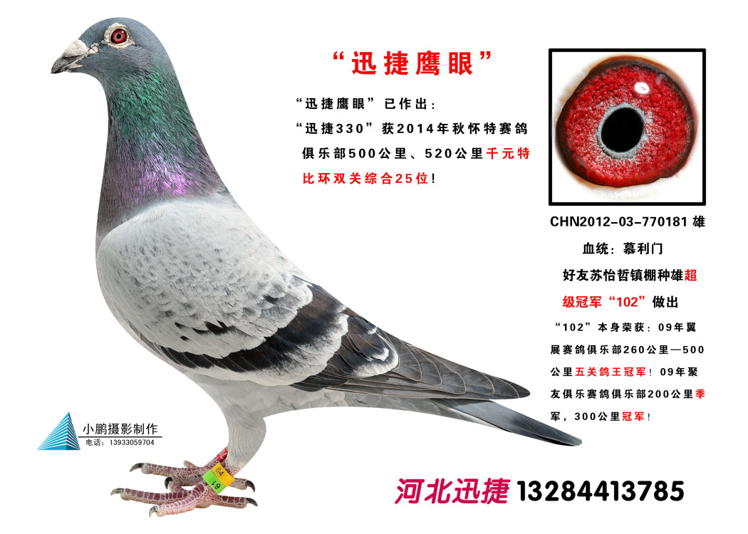 "迅捷鹰眼"_紫翔阁-中信网爱鸽商城