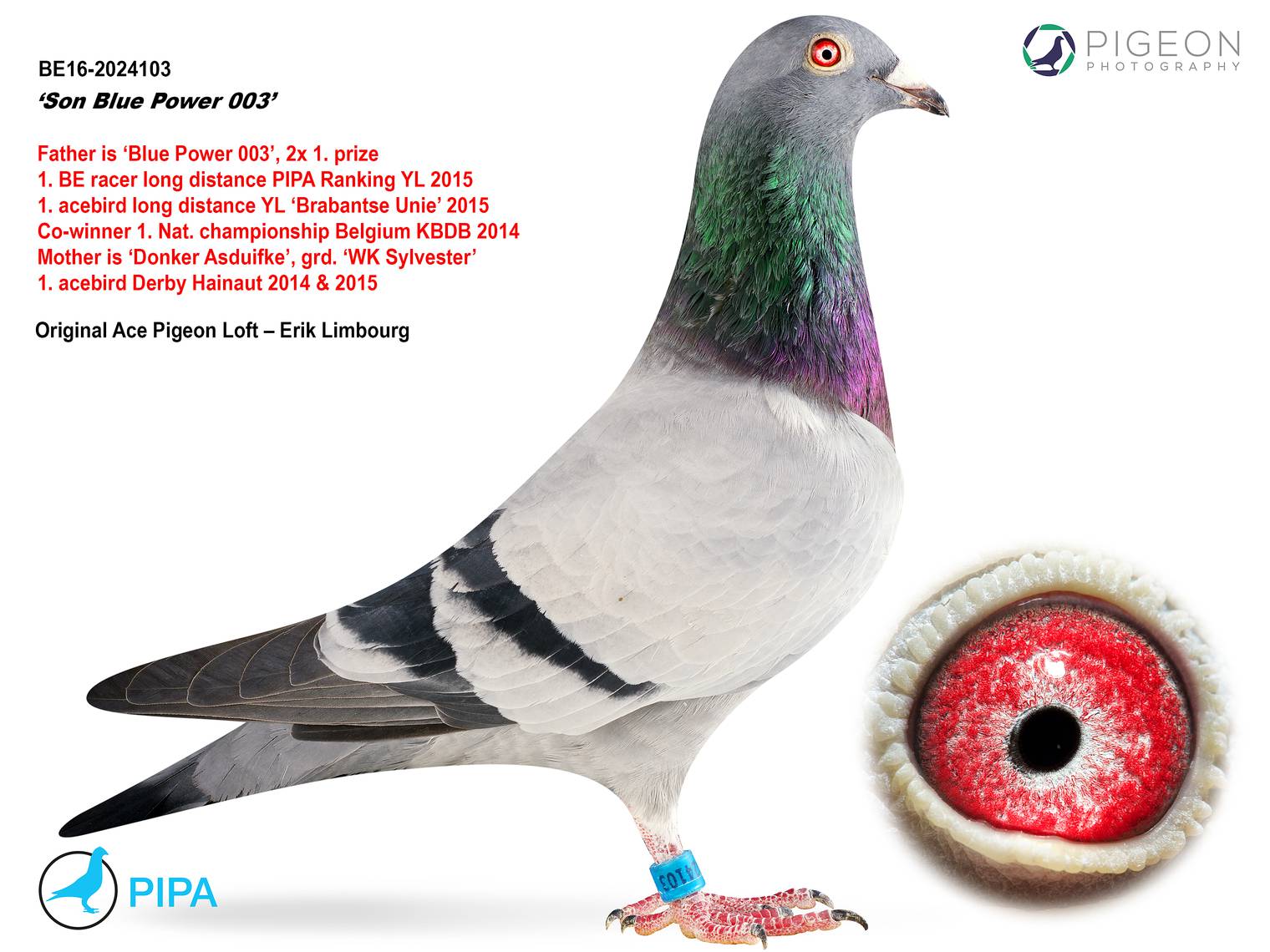 信鸽特征编 号:507102鸽 名:超级赛将"灰劲力003号"x"黑斑雌鸽王羽 色