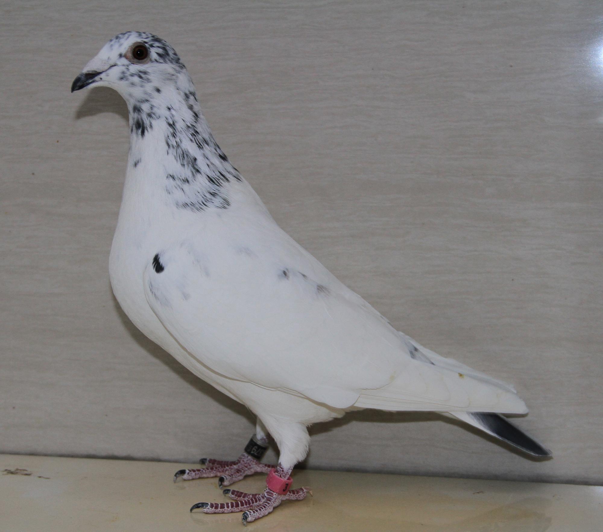 com爱鸽商城_中国信鸽信息网