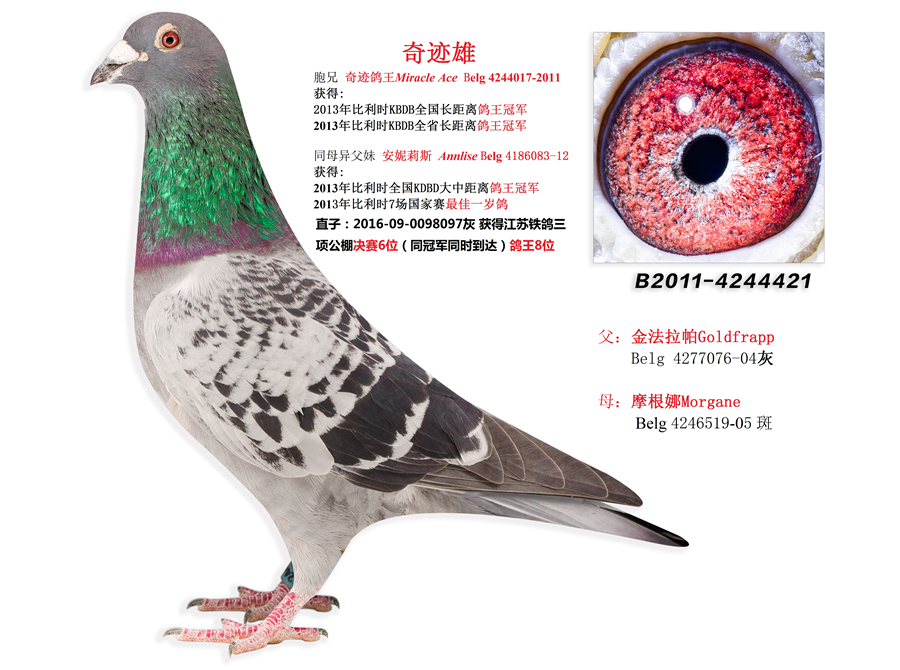 新大陆联合鸽舍