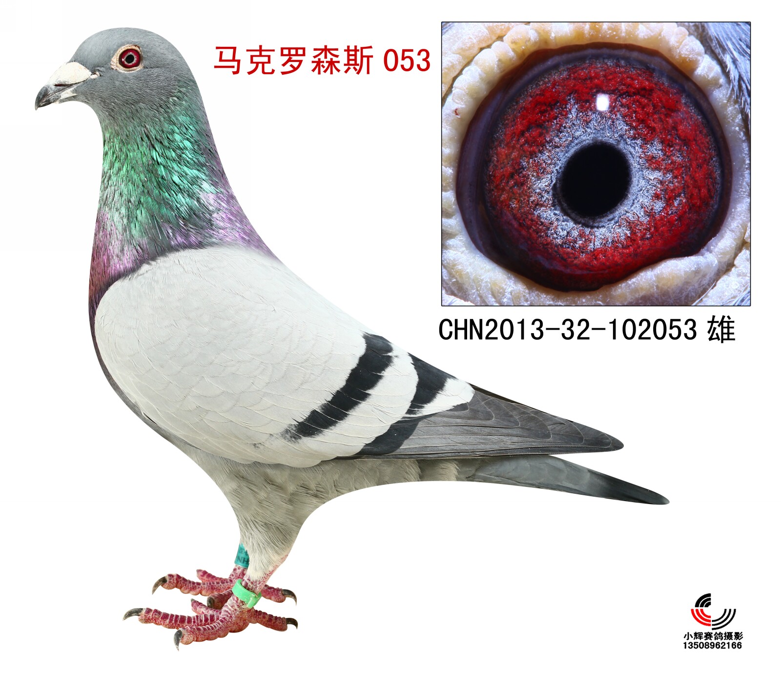 马克罗森斯053【极品种鸽】